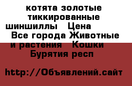 котята золотые тиккированные шиншиллы › Цена ­ 8 000 - Все города Животные и растения » Кошки   . Бурятия респ.